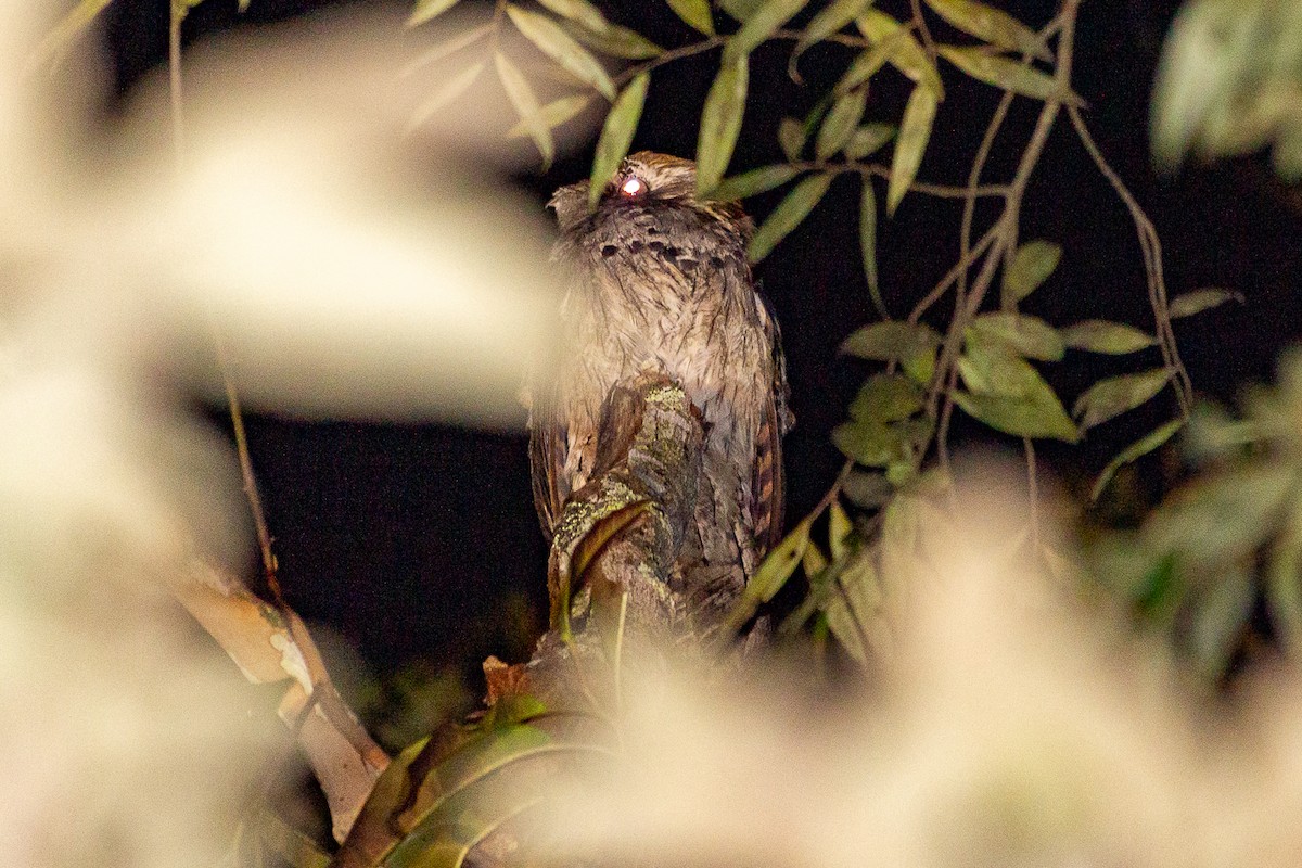 Long-tailed Potoo - Fabrício Reis Costa