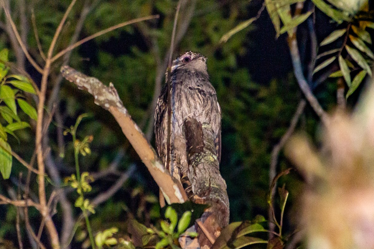 Long-tailed Potoo - ML623969360