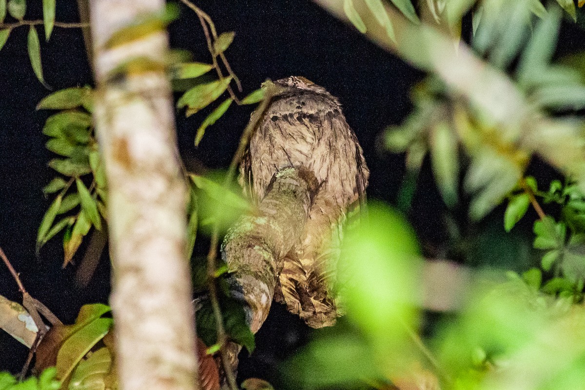 Long-tailed Potoo - ML623969361