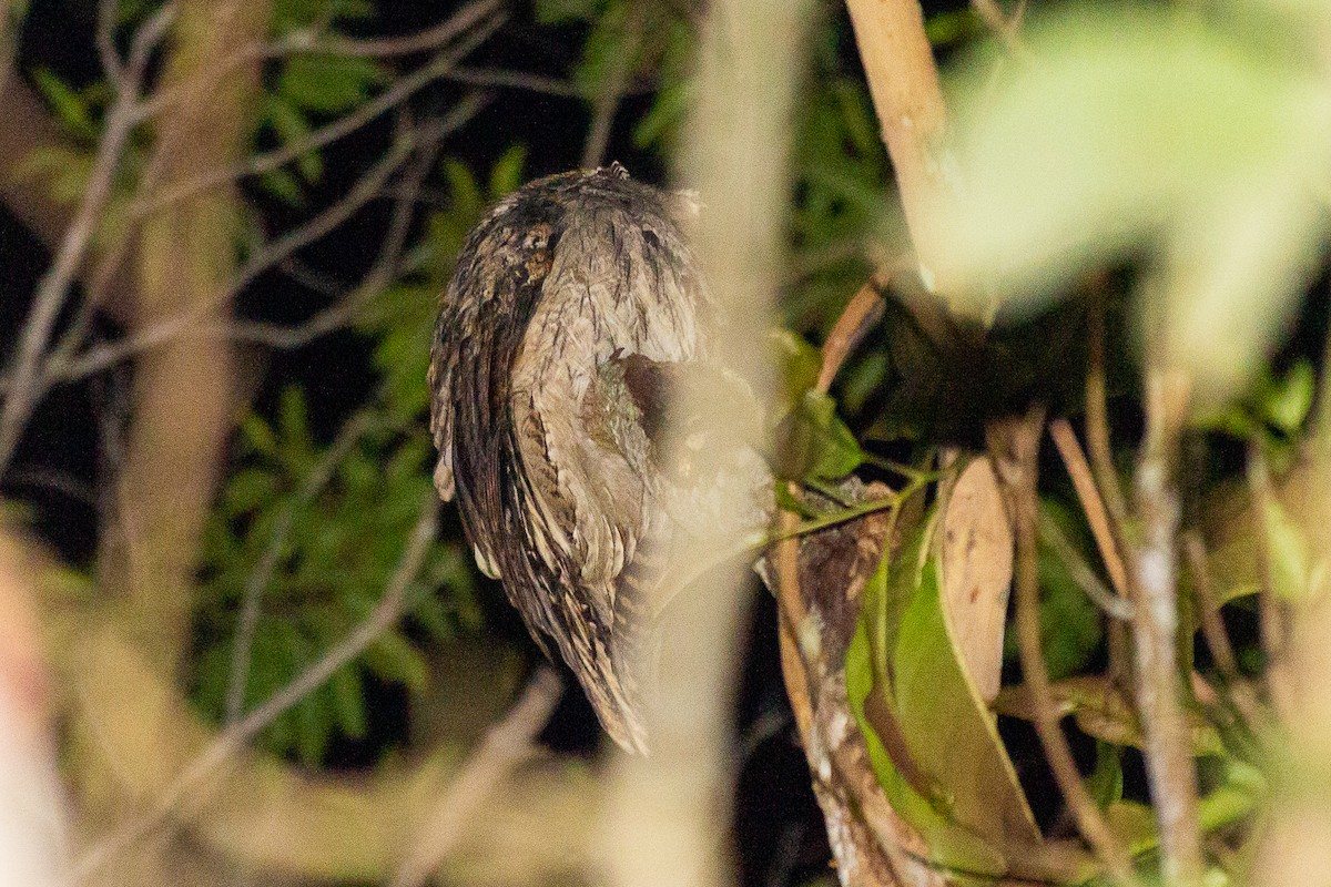 Long-tailed Potoo - ML623969362