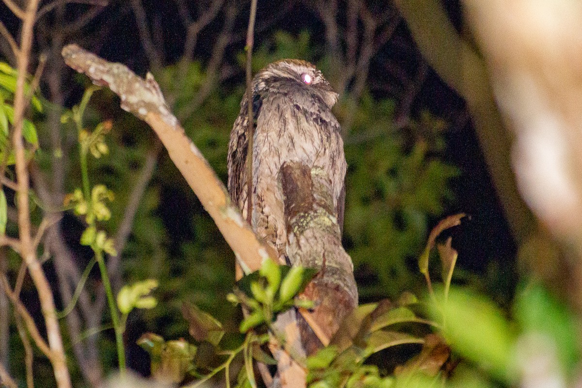 Long-tailed Potoo - ML623969363