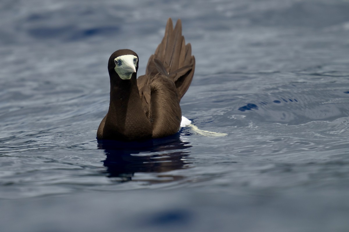 Brown Booby - ML623969387