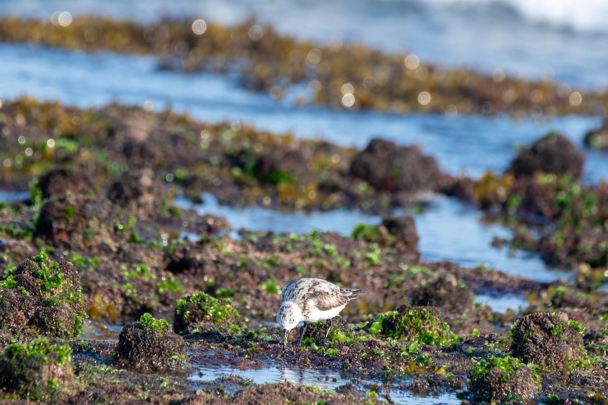 Sanderling - ML623969390