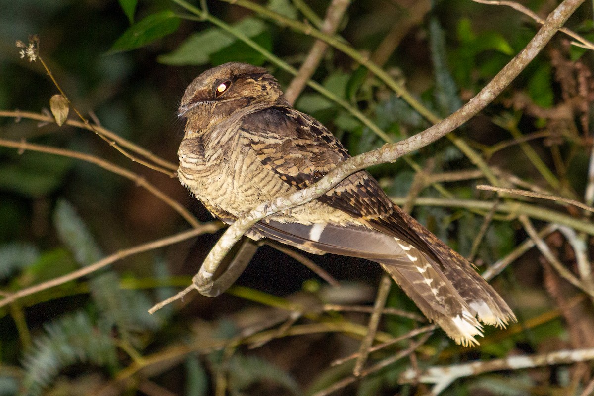 Common Pauraque - Fabrício Reis Costa