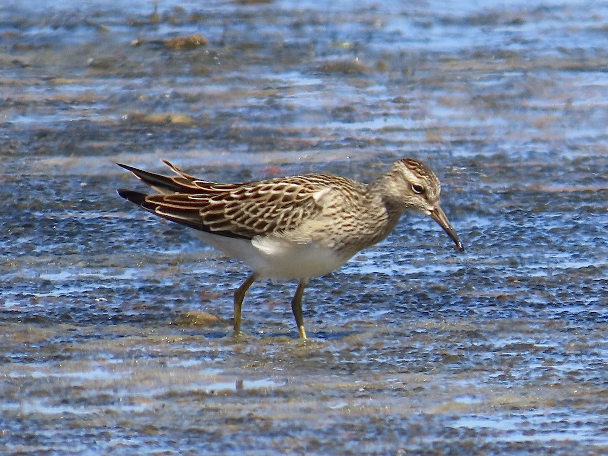 Pectoral Sandpiper - ML623969396