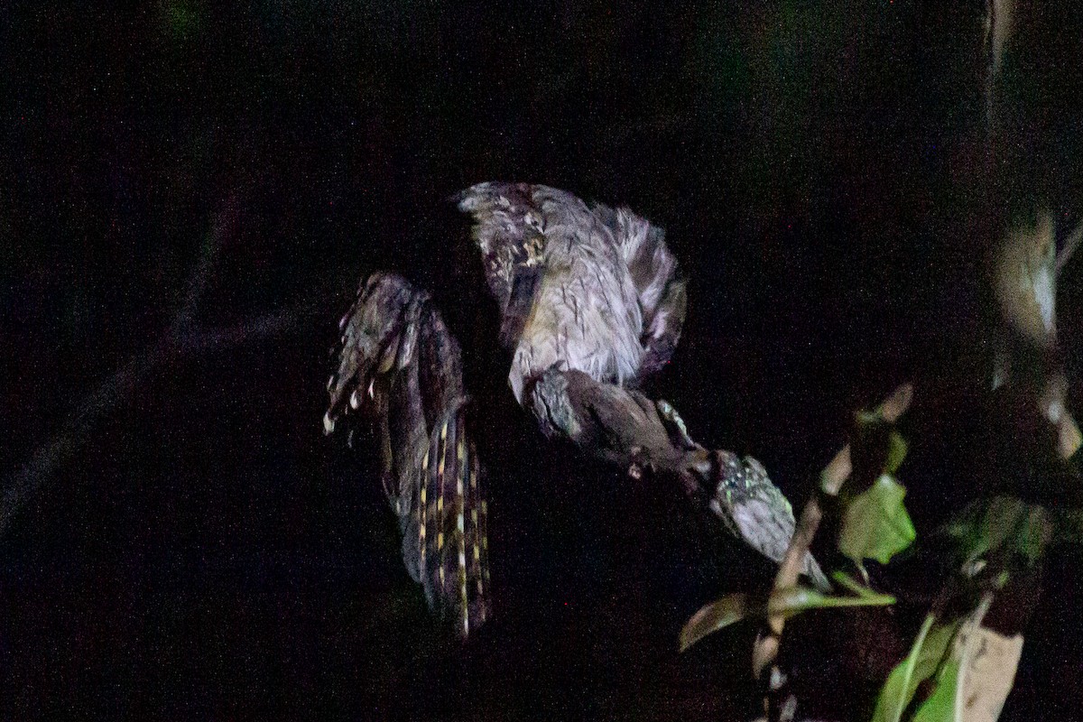 Long-tailed Potoo - Fabrício Reis Costa