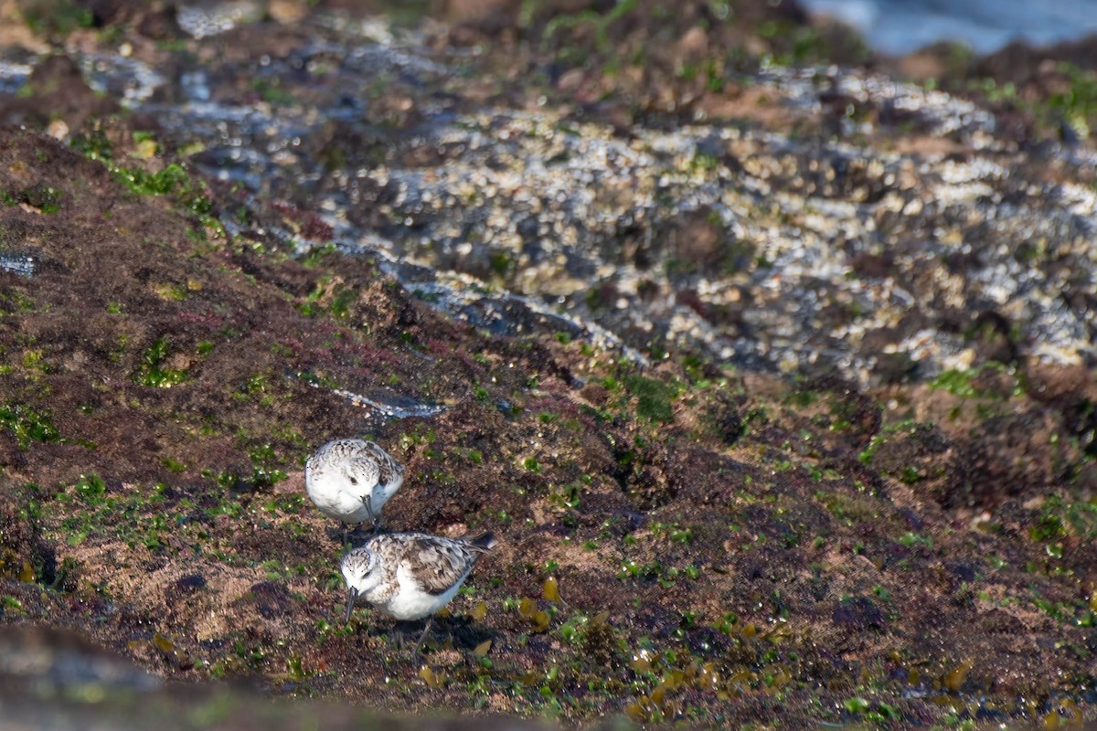 Sanderling - ML623969408