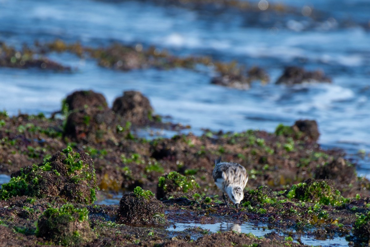 Sanderling - ML623969410