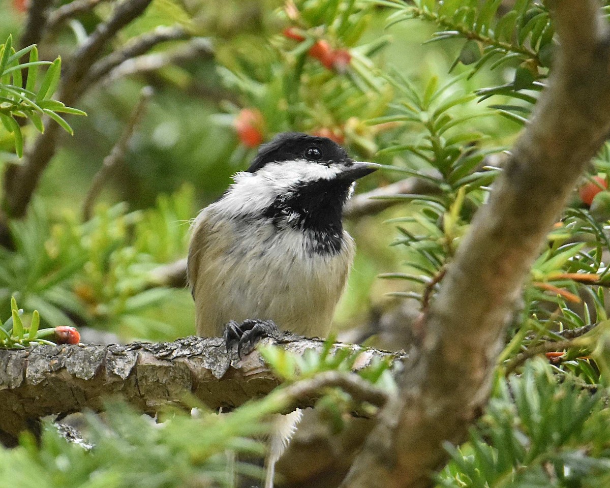 Black-capped Chickadee - ML623969422