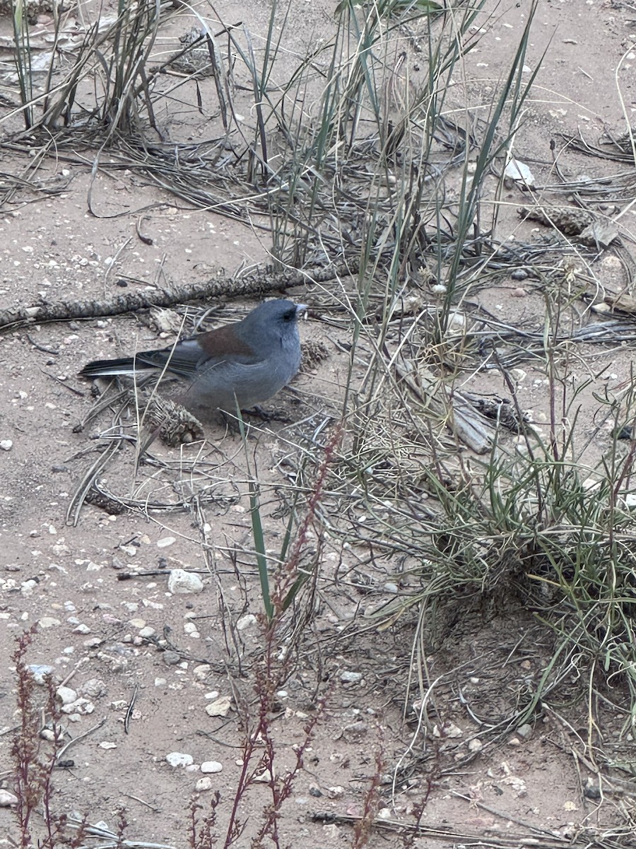 Dark-eyed Junco - ML623969449