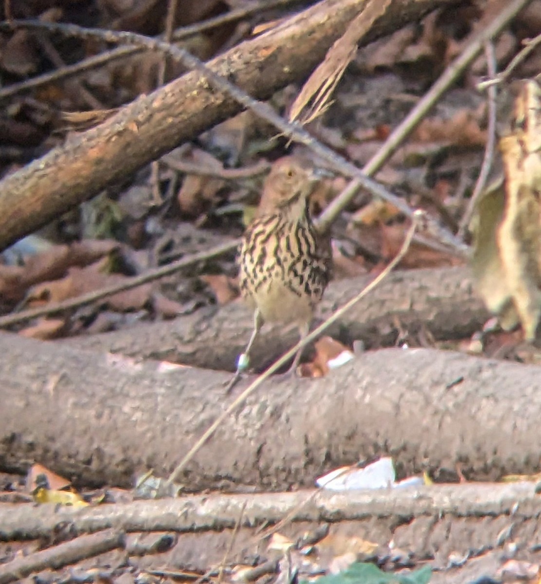 Brown Thrasher - ML623969456