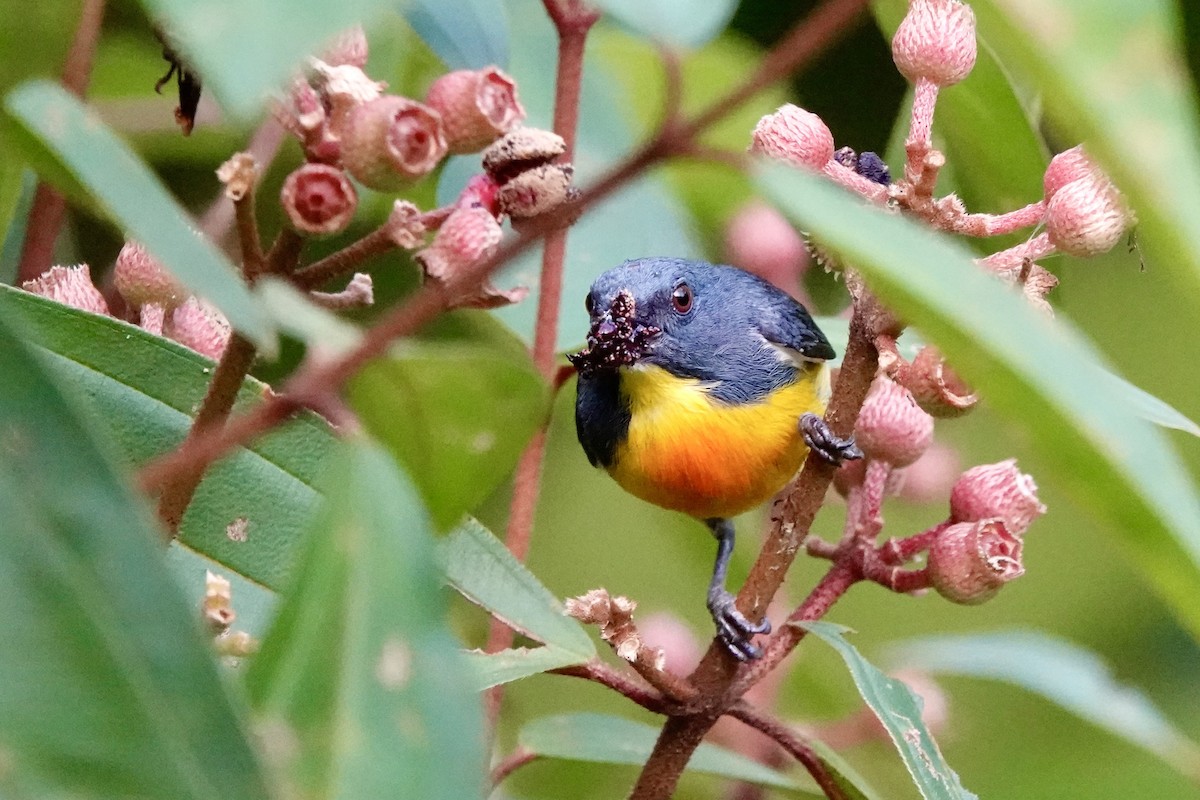 Yellow-rumped Flowerpecker - ML623969472