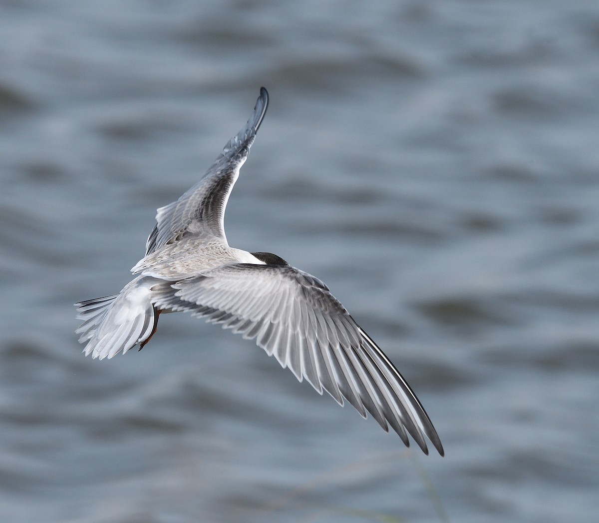 Common Tern - Jaime Thomas