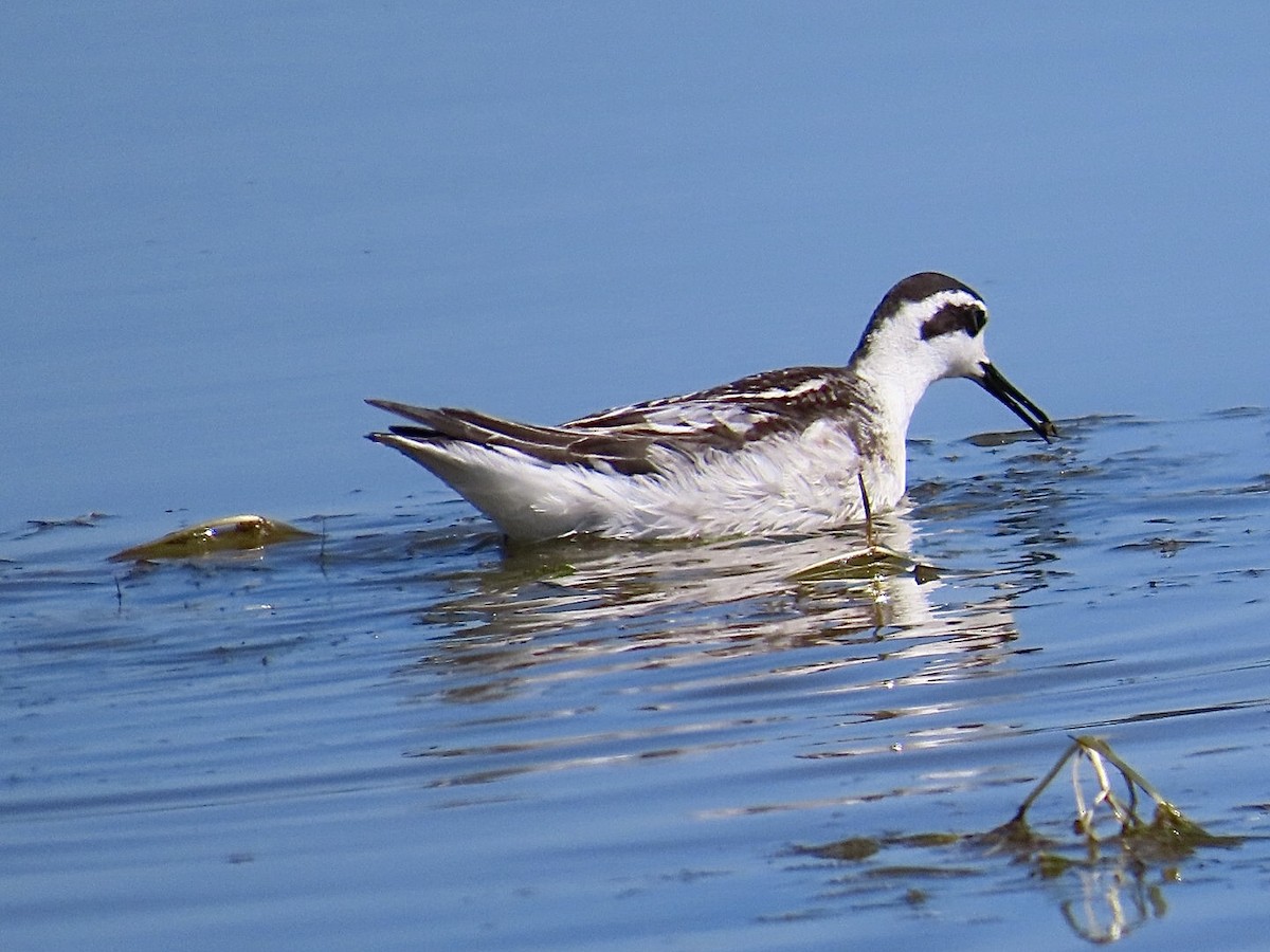 Red-necked Phalarope - ML623969488