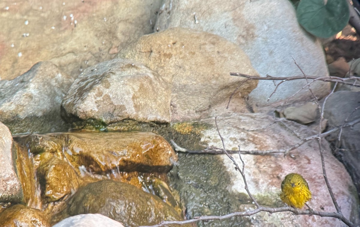 Northern Yellow Warbler - ML623969490