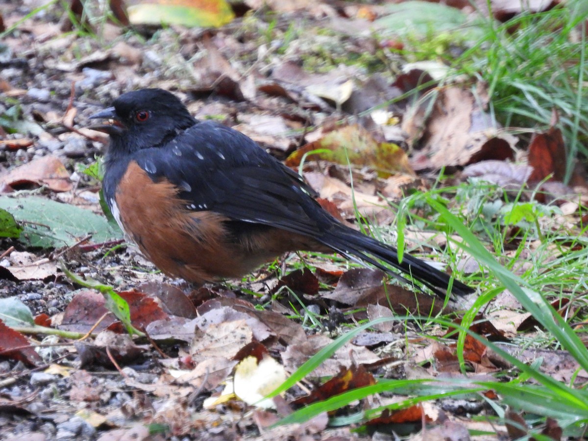 Spotted Towhee - Robert Leonhardt