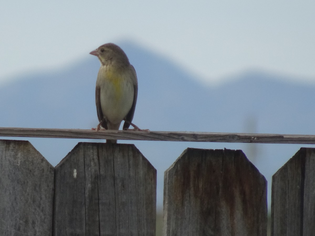 Dickcissel - ML623969499