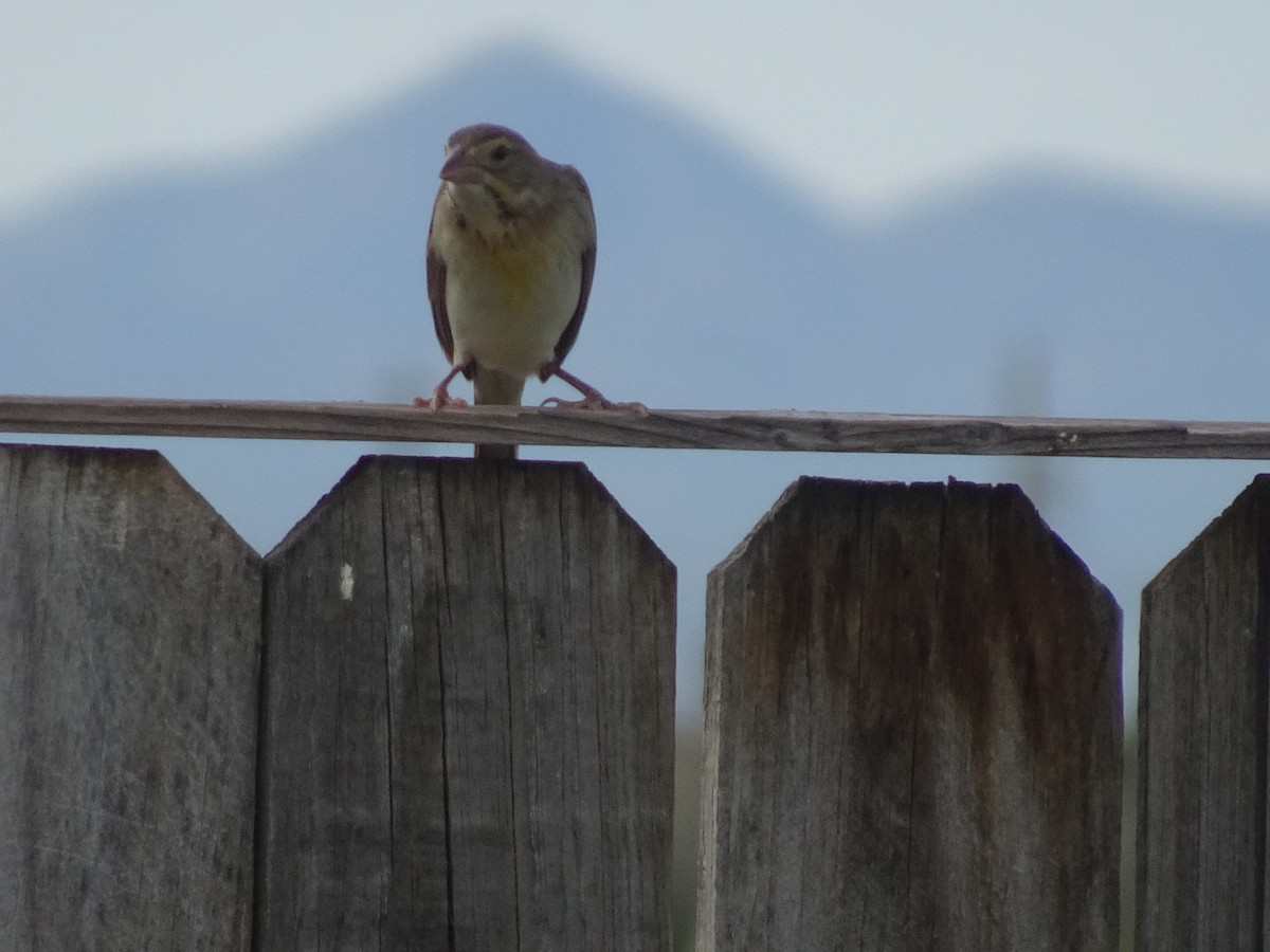 Dickcissel - ML623969503