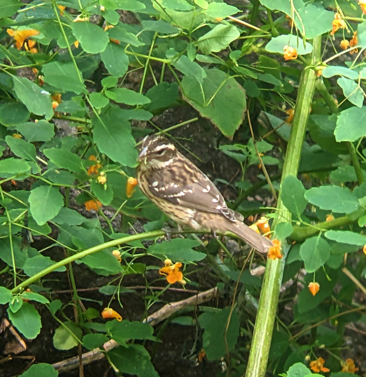 Rose-breasted Grosbeak - ML623969507