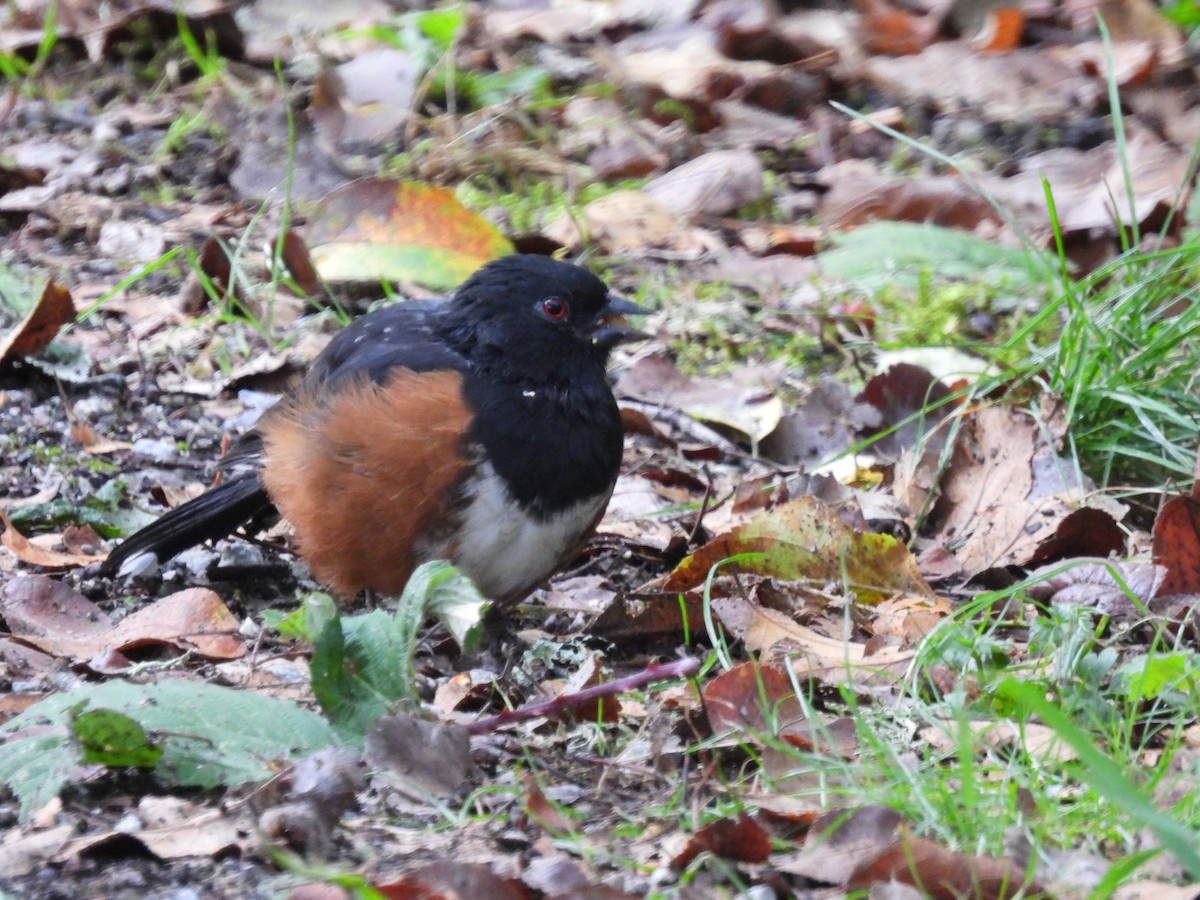 Spotted Towhee - ML623969512