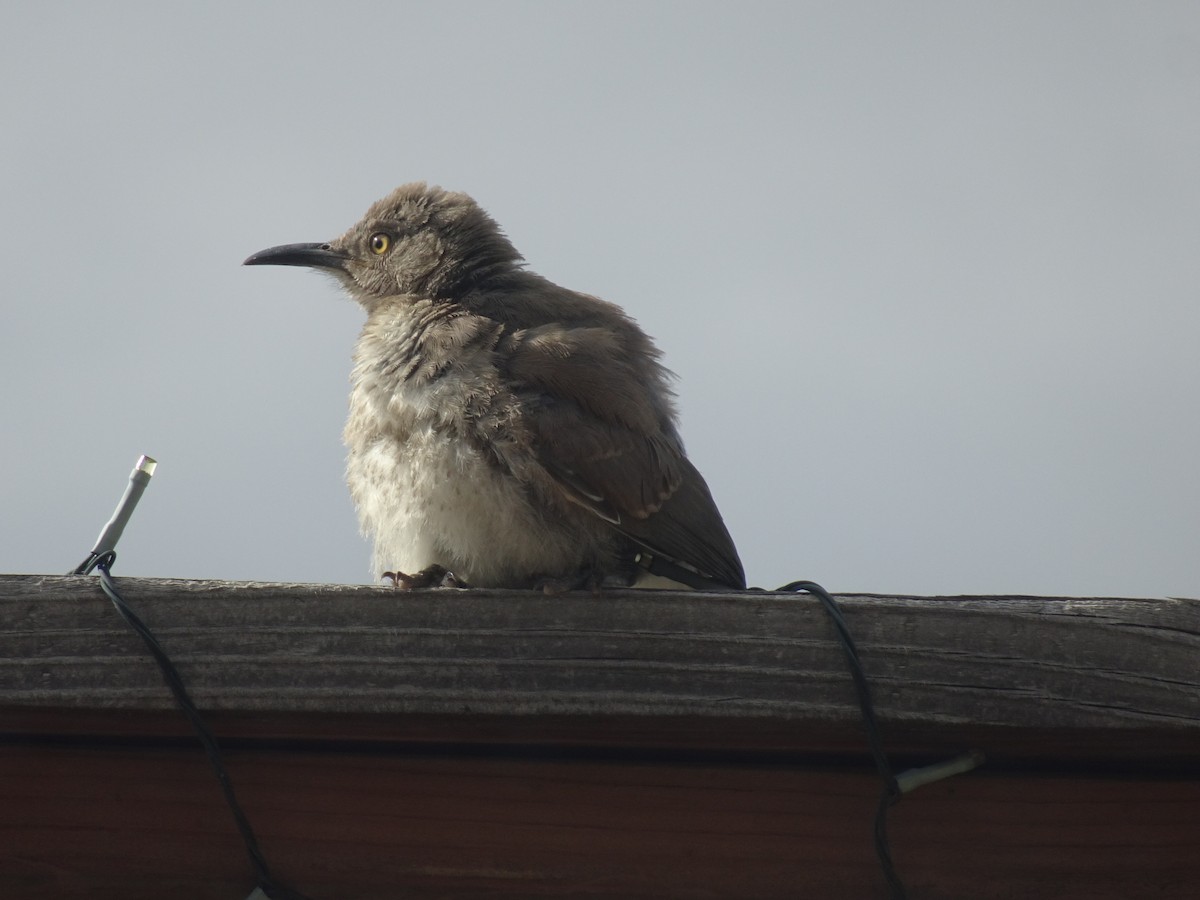 Curve-billed Thrasher - ML623969519