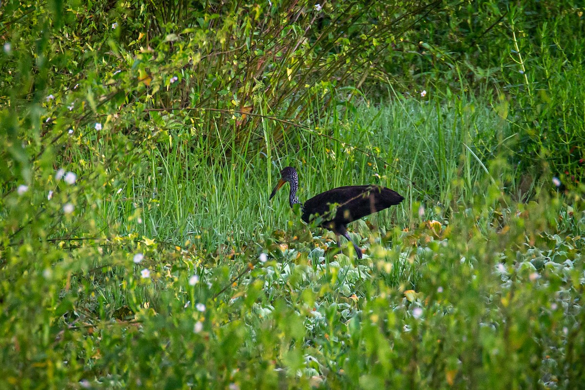 Limpkin - ML623969523