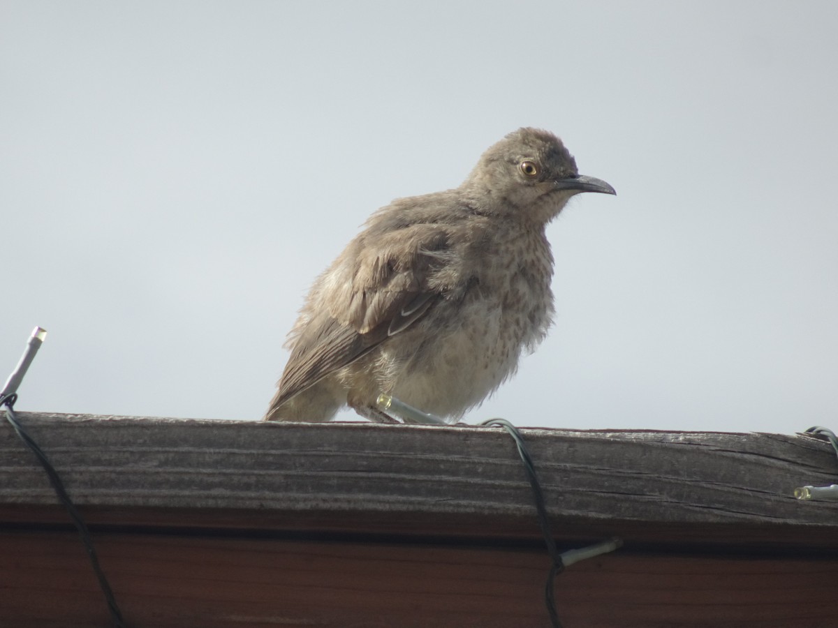 Curve-billed Thrasher - ML623969535