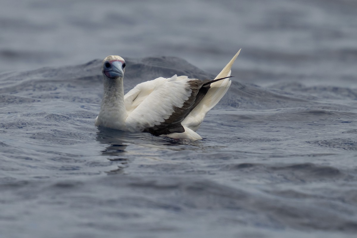 Red-footed Booby - ML623969540