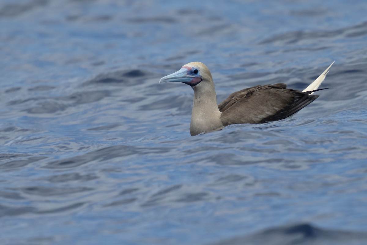 Red-footed Booby - ML623969541