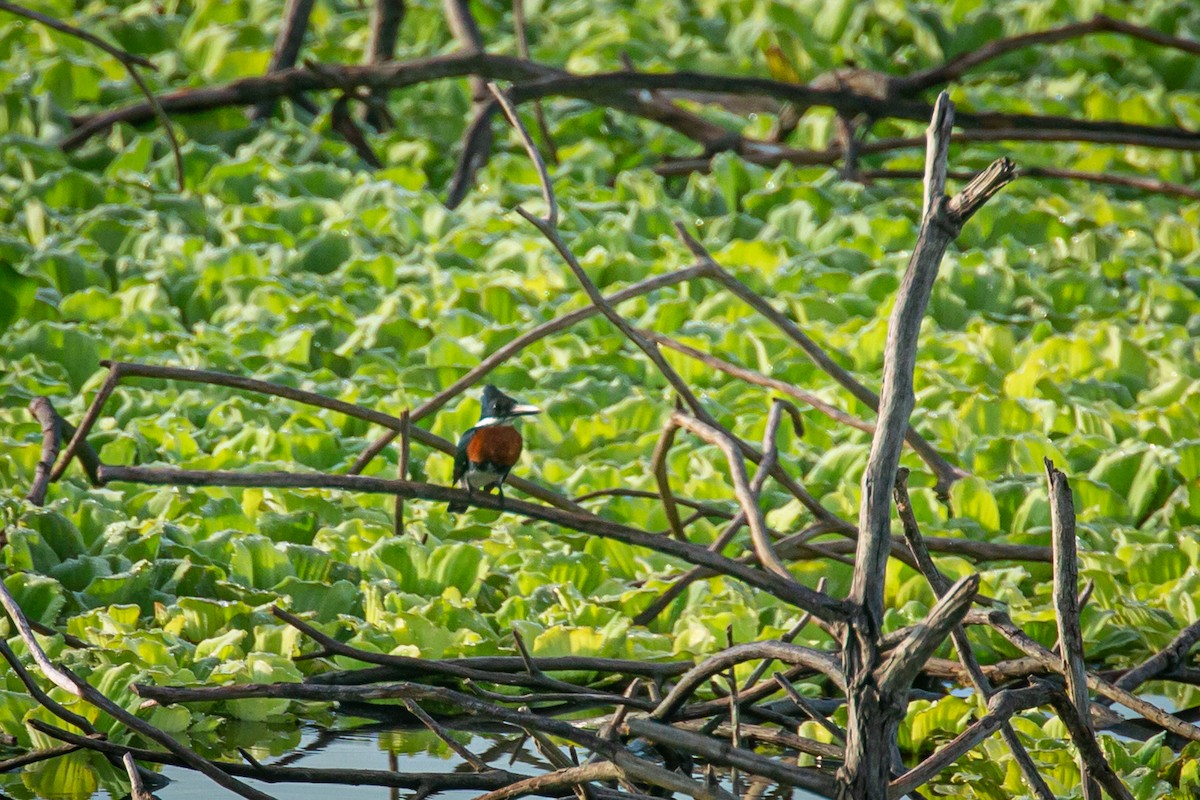 Green Kingfisher - ML623969548