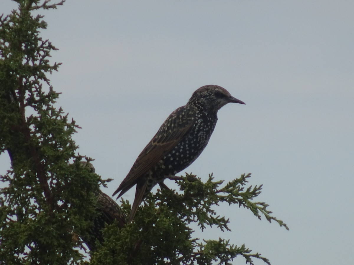 European Starling - ML623969574