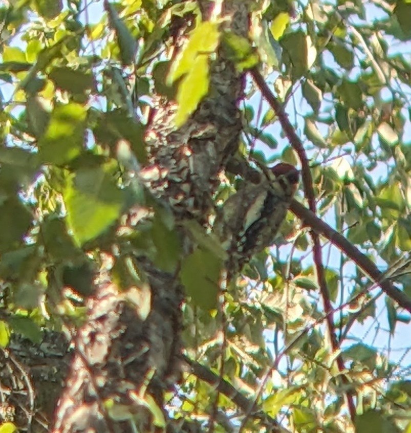 Yellow-bellied Sapsucker - ML623969590