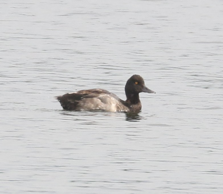 Lesser Scaup - ML623969613