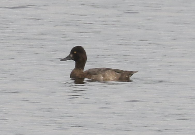 Lesser Scaup - ML623969614