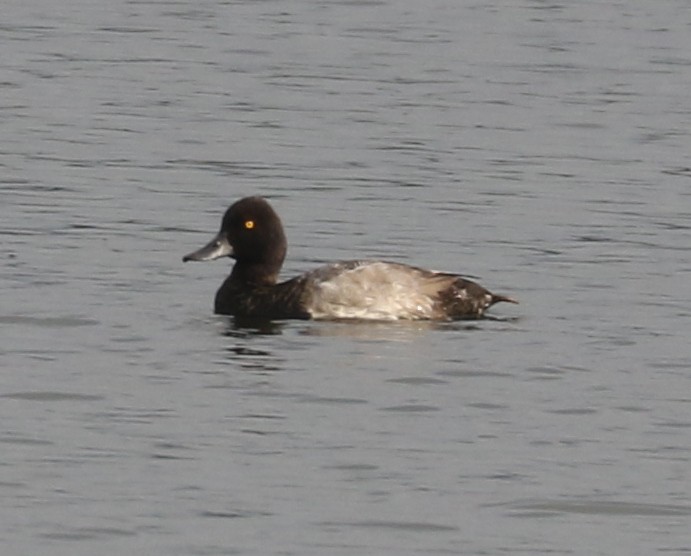 Lesser Scaup - ML623969615