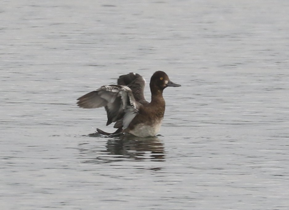 Lesser Scaup - ML623969616