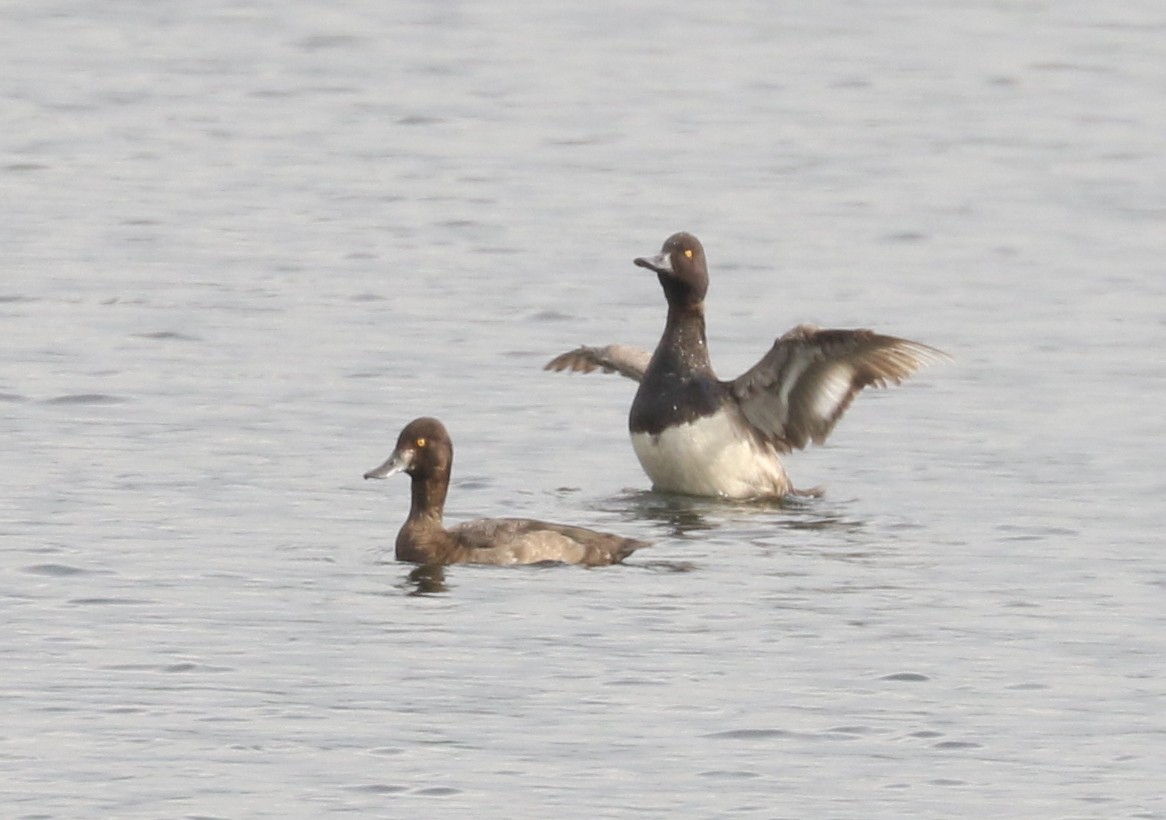 Lesser Scaup - ML623969617