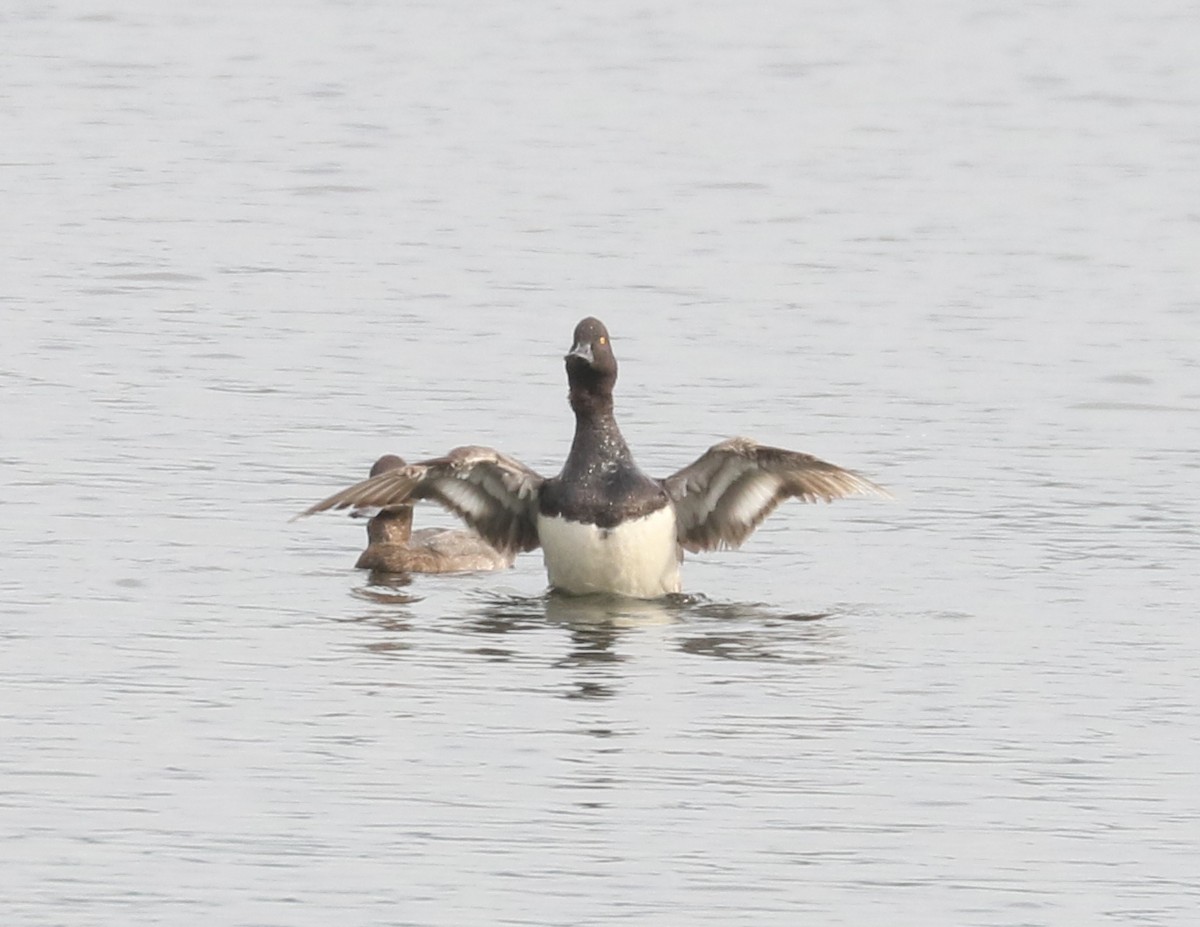 Lesser Scaup - ML623969618