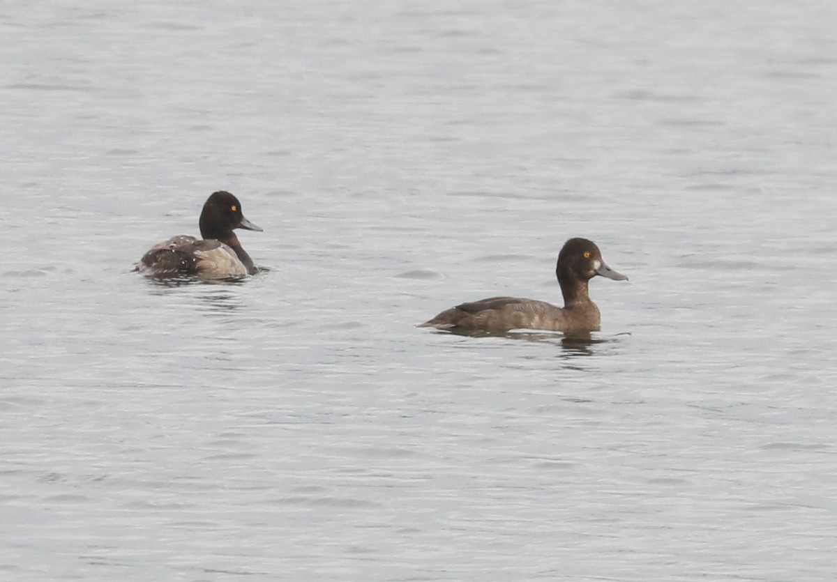 Lesser Scaup - Bobby Brown