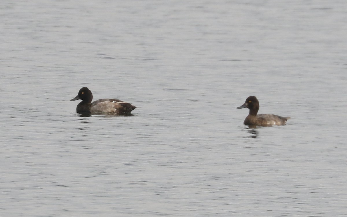 Lesser Scaup - ML623969620