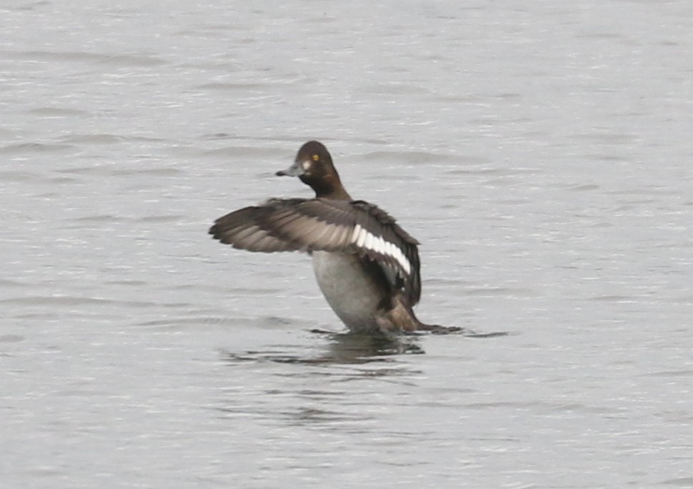 Lesser Scaup - ML623969621