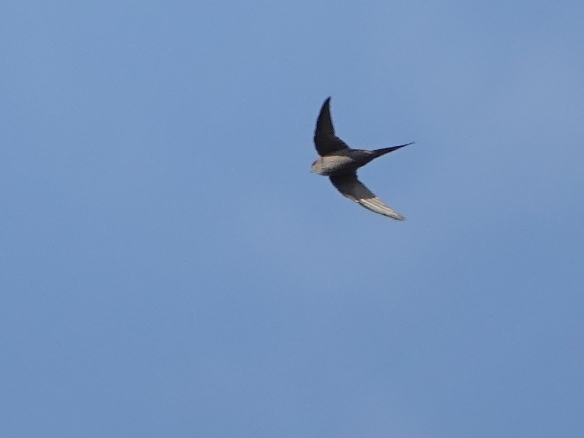 African Palm Swift - ML623969622