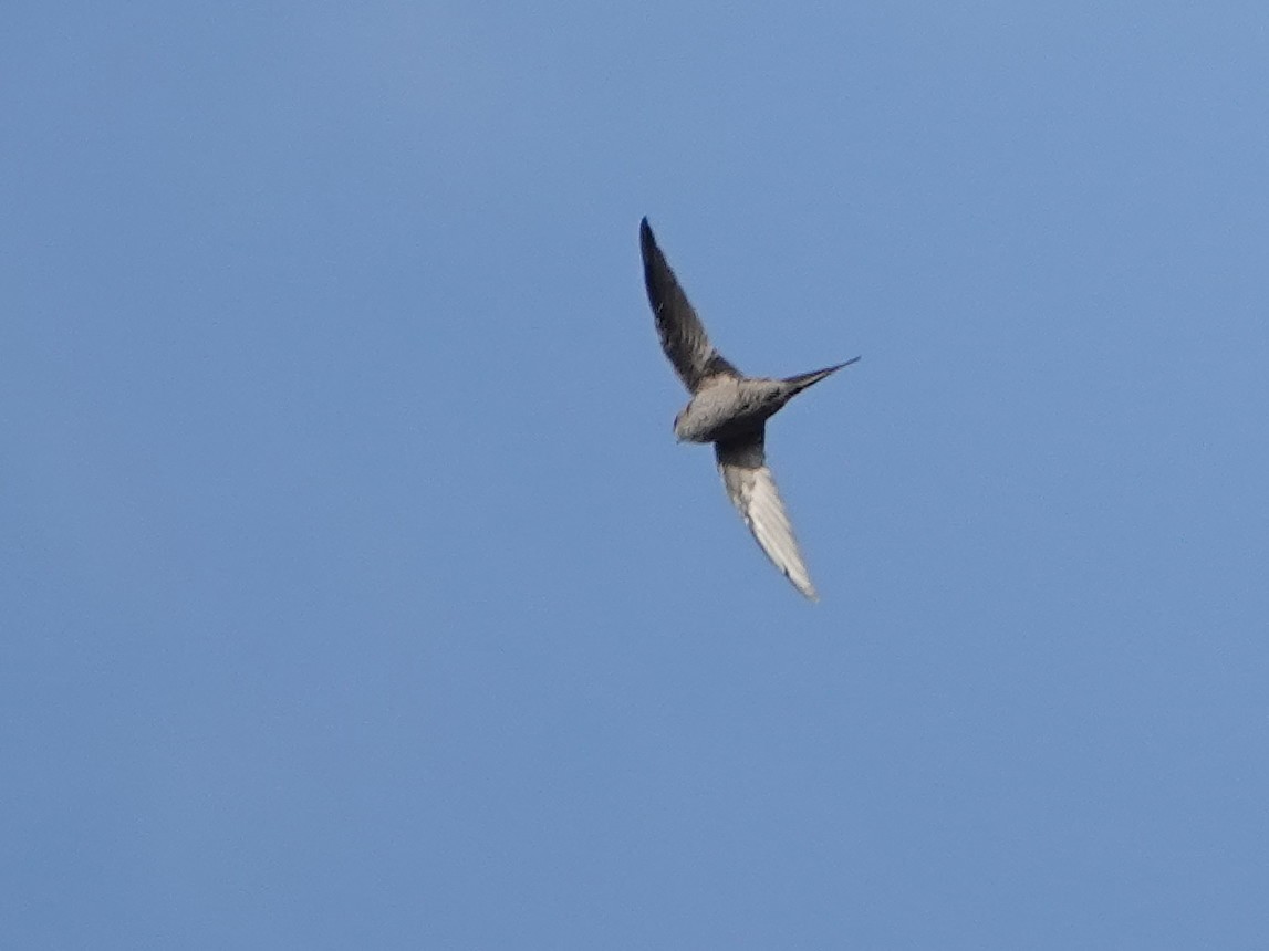 African Palm Swift - ML623969623