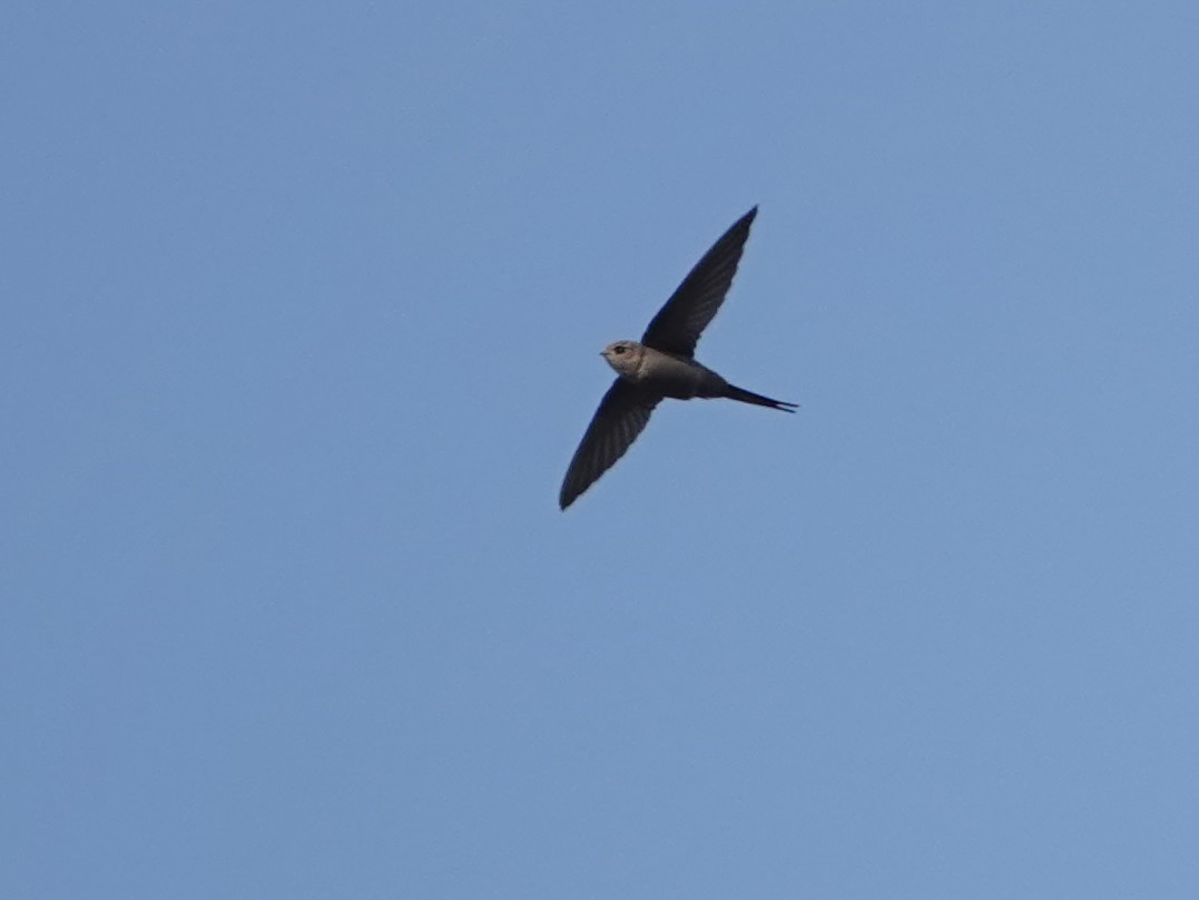 African Palm Swift - ML623969624