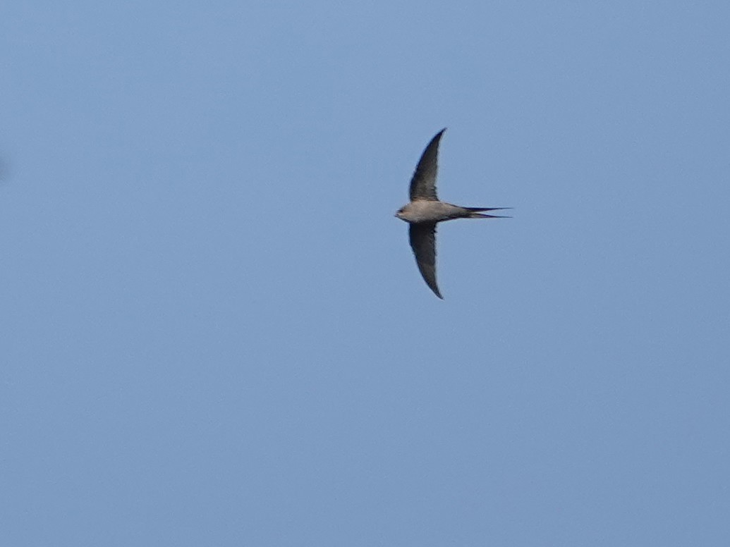 African Palm Swift - ML623969625