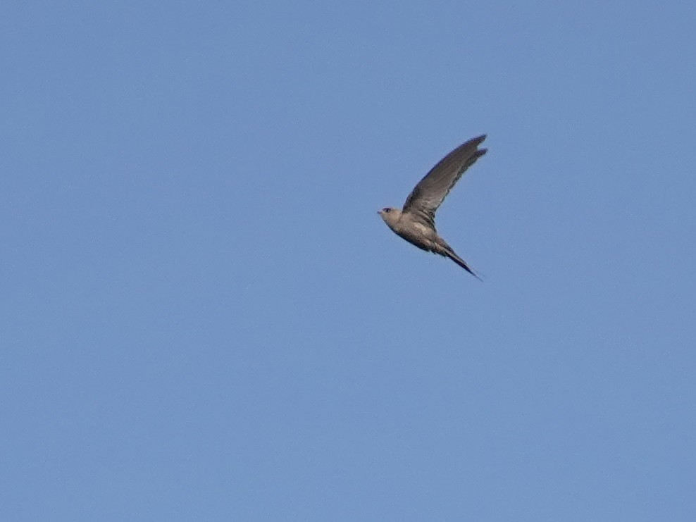 African Palm Swift - ML623969626