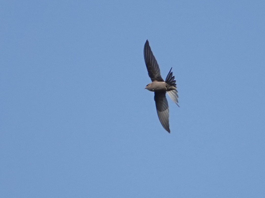 African Palm Swift - ML623969627