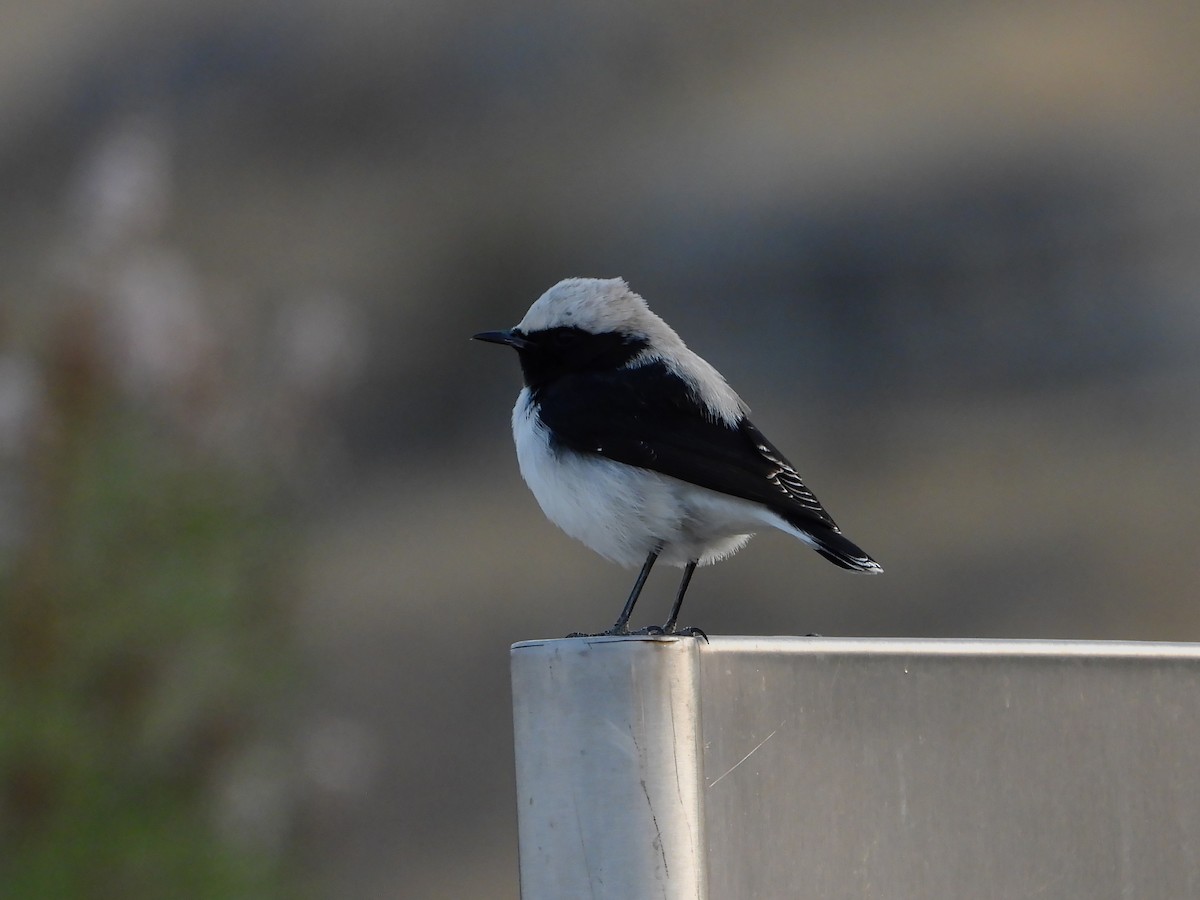 Finsch's Wheatear - ML623969662