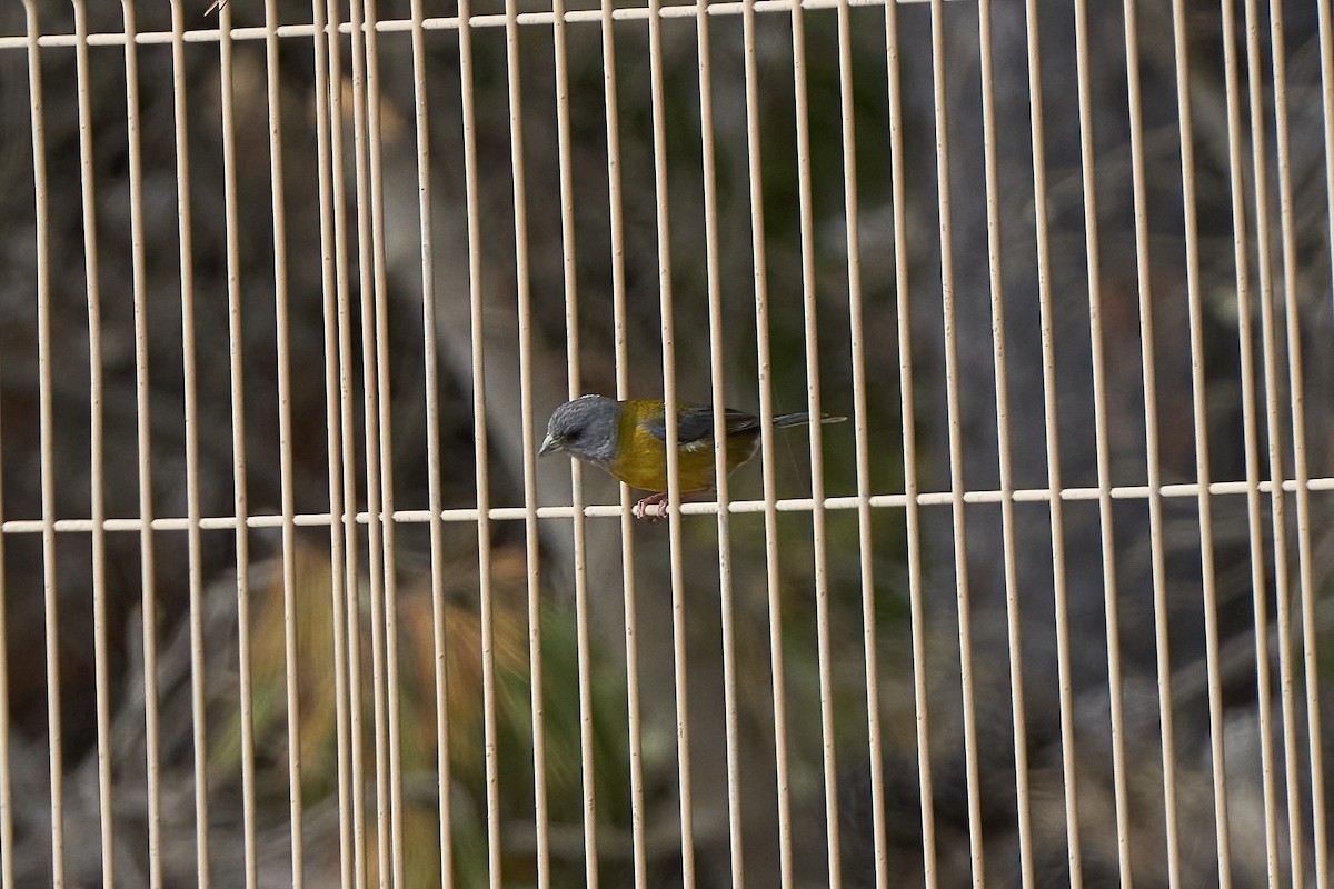 Patagonian Sierra Finch - ML623969664