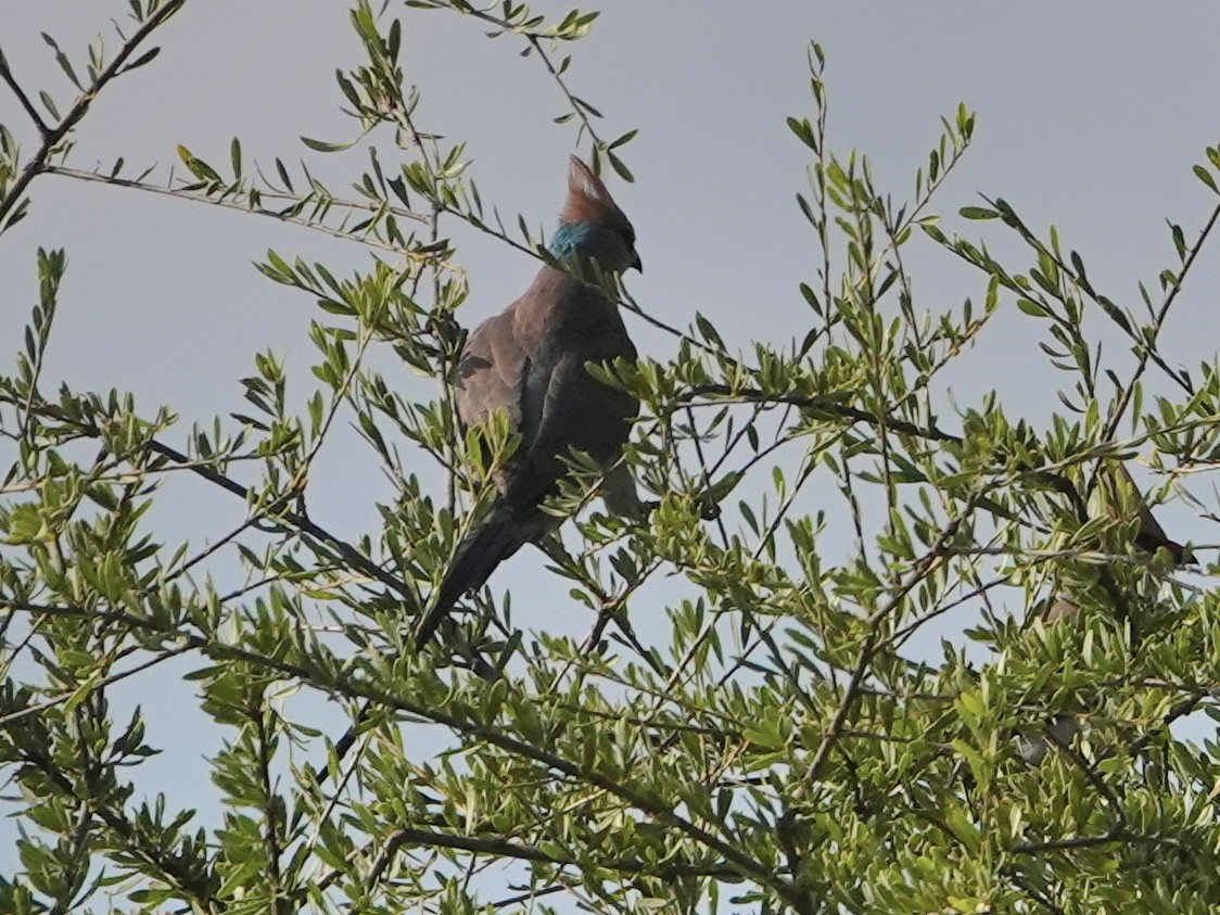 Blue-naped Mousebird - ML623969673